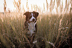 sitting Entlebucher-Mountain-Dog-Mongrel