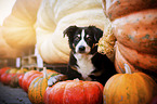 Entlebucher-Mountain-Dog-Mongrel