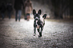 running Basenji-French-Bulldog-Mongrel