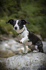 sitting Border-Collie-Jack-Russell-Terrier-Mongrel