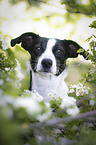 Border-Collie-Jack-Russell-Terrier-Mongrel portrait