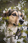 Bracke-Mongrel portrait