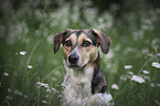Bracke-Mongrel portrait