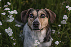 Bracke-Mongrel portrait