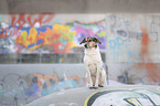 sitting Bracke-Mongrel