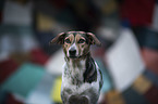 Bracke-Mongrel