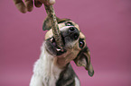 Bracke-Mongrel portrait