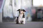lying Bracke-Mongrel