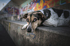 lying Bracke-Mongrel