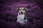 Bracke-Mongrel portrait