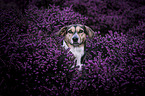 Bracke-Mongrel portrait