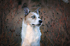Husky-Mongrel portrait