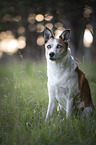 sitting Husky-Mongrel