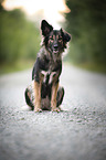 sitting Shepherd-Mongrel