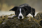 lying Border-Collie-Mongrel