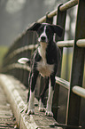 standing Border-Collie-Mongrel