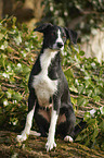 sitting Border-Collie-Mongrel