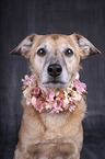 Shepherd-Mongrel portrait