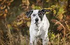 standing Dalmatian-Mongrel
