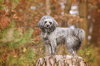 standing Poodle-Mongrel