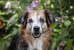 Labrador-Retriever-Shepherd-Mongrel portrait