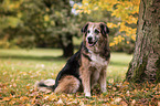 sitting Labrador-Retriever-Shepherd-Mongrel
