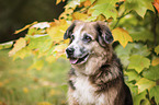 Labrador-Retriever-Shepherd-Mongrel portrait
