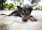 lying Thai-Ridgeback-Mongrel