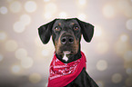 Doberman-Pinscher-Mongrel portrait