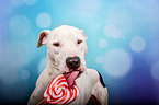 Pitbull-Mongrel with lollipop