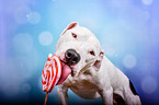 Pitbull-Mongrel with lollipop