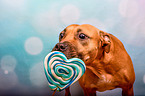 American-Staffordshire-Terrier-Mongrel with lollipop