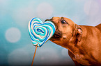 American-Staffordshire-Terrier-Mongrel with lollipop