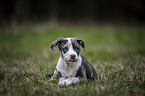 American-Staffordshire-Terrier-Mongrel Puppy