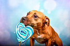 American-Staffordshire-Terrier-Mongrel with lollipop