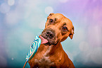 American-Staffordshire-Terrier-Mongrel with lollipop