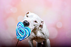 Pitbull-Mongrel with lollipop