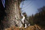 sitting American-Staffordshire-Terrier-Mongrel Puppy