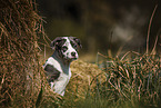 American-Staffordshire-Terrier-Mongrel Puppy
