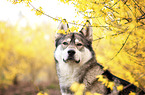 Wolfdog-Husky-Mongrel portrait