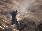 Labrador-Retriever-Mongrel