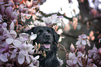 Labrador-Retriever-Mongrel portrait