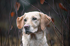 Labrador-Retriever-Mongrel portrait