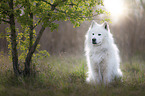 sitting Eurasian-Dog-Samoyed-Mongrel