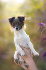 Jack-Russell-Chihuahua-Mongrel