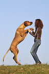 woman with Rhodesian-Ridgeback-Great-Dane-Mongrel