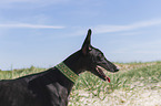 Sighthound-Mongrel portrait