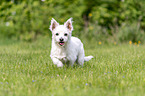 walking Maltese-West-Highland-White-Terrier-Mongrel