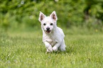 running Maltese-West-Highland-White-Terrier-Mongrel