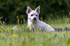 sitting Maltese-West-Highland-White-Terrier-Mongrel